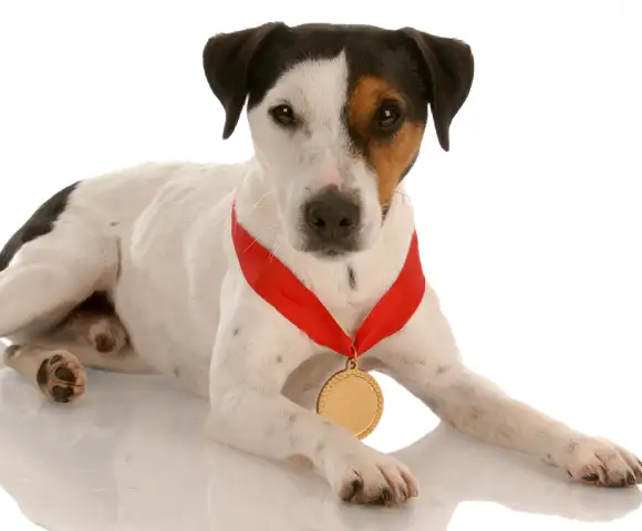 premiazione cani premiazione cani